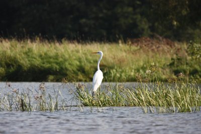 Didysis baltasis garnys Skirvytėj