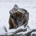 Girių milžinus įamžino žiemos fone: saugomi gyvūnai fotografui padovanojo šmaikščių kadrų