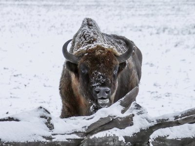 Stumbro patino kūno ilgis iki 3,5 m, aukštis iki 200 cm, sveria jie 700–1000 kg