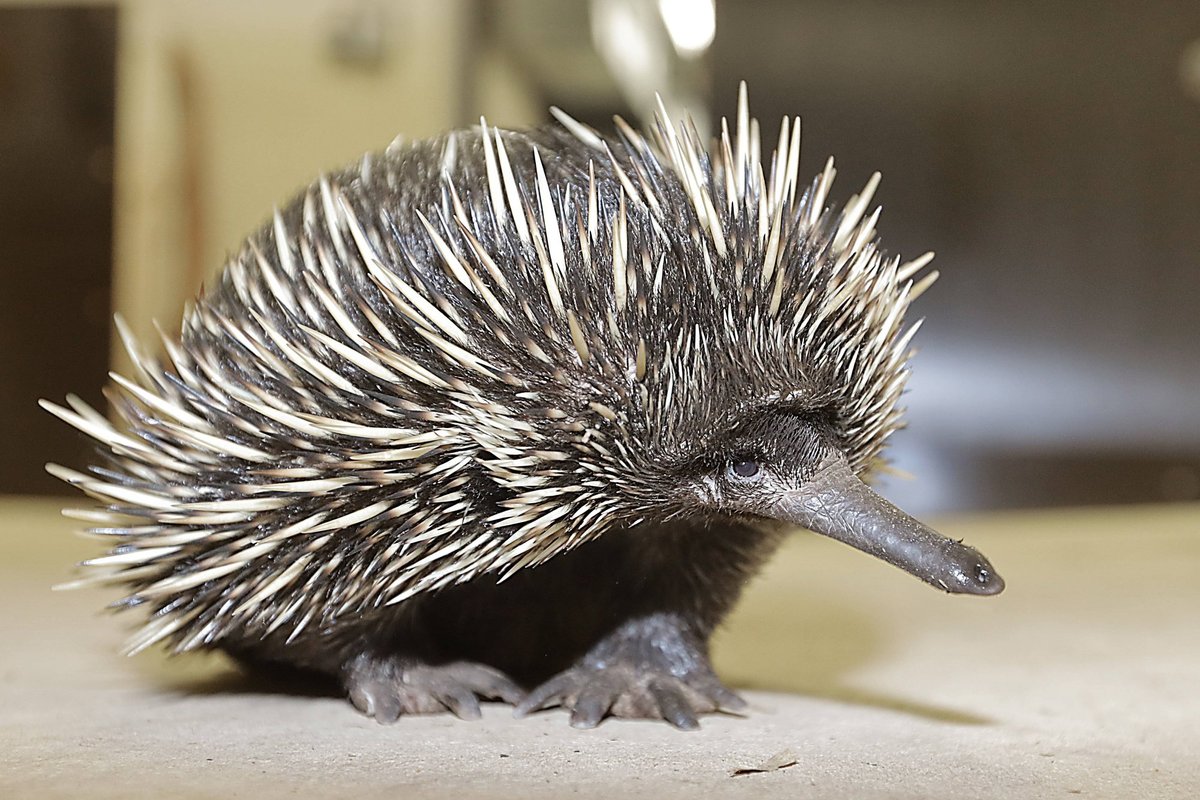 Үйде жасалған әуесқой стриптиз Үй порносы түсірілген