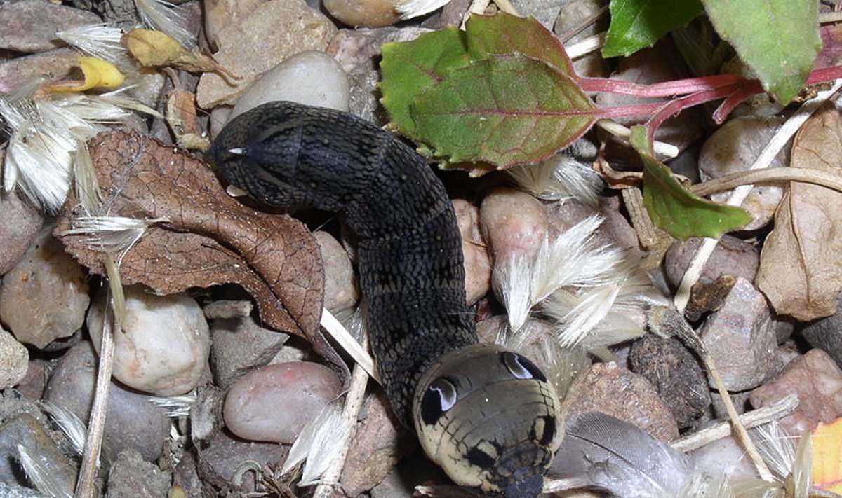 Қыздардың жеке видеолары анық Ең әдемі секс