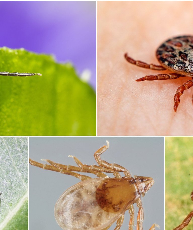 Erke Insect Mokslininkė įvardijo 5 erkių rūšis ir jų skirtumus: štai kurių reikia ...