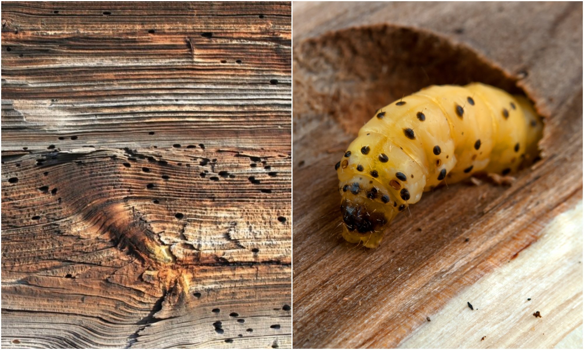 Summer awakens pesky home pest: early signs of wood-boring insects require immediate action