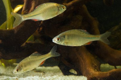 Kartuolės akvariume