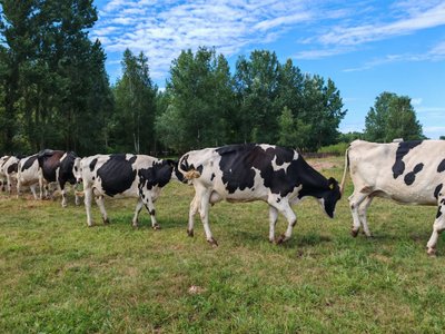 Holšteinų veislės karvės vorele eina į ganyklas