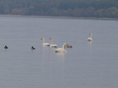 Gulbės giesmininkės/ Ingos Čitavičienės nuotr.