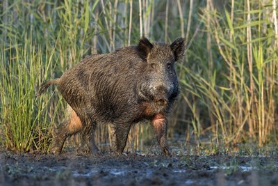 Laukinių šernų Lietuvoje tiek daug, kad medžiotojai raginami juos aktyviau medžioti