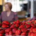 Uogų augintojai griebiasi už galvos – kai kur uogų netekimai siekia 90 proc.