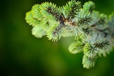 Sanderso mėlynoji (Picea glauca) eglutė