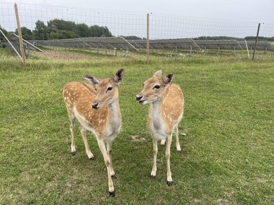 Safari parkas Anykščiuose