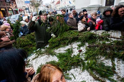 Miškininkai dalina eglių šakas