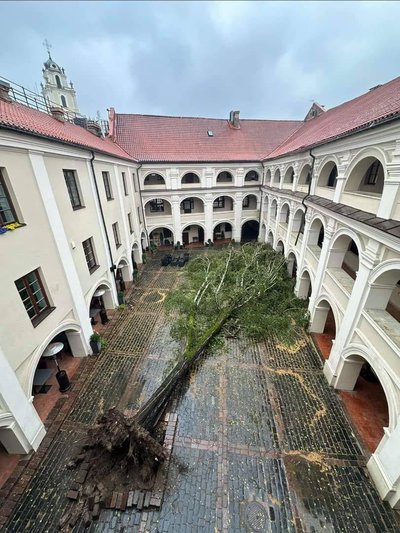 Audros nuverstas beržas VU Alumnato kieme