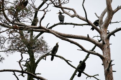 Kormoranai baigia sunaikinti Juodkrantės sengirią