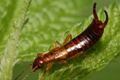 Auslinda (Forficula auricularia)