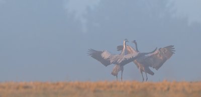 Gervių šokis pelkėje 