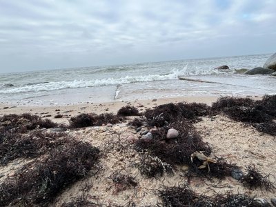 Natūraliai rūšis gyvena Atlanto vandenyne, prie Amerikos krantų, Meksikos įlankoje