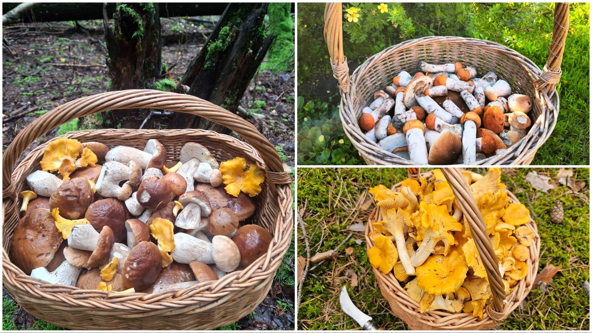 Lithuanian Forests Abound with Mushrooms, But a Hidden Detail Remains