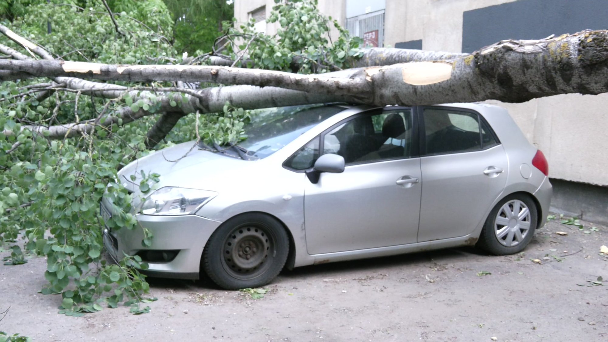 Vilnius residents angered as tree falls on cars, claim warnings ignored