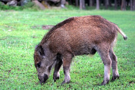 Vienas iš šernės Jadzės jauniklių