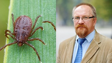Daugelis tai daro neteisingai: profesorius atsako, kaip iš tikrųjų reikia ištraukti įsisiurbusią erkę 
