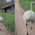 Molėtų rajone jau kelias savaites laksto strutis – baiminasi dėl jo likimo