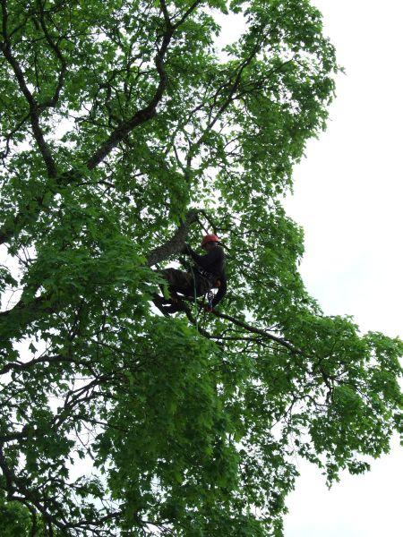 Arboristai dirba Odminių skvere 