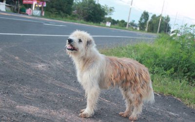 Prie degalinės paliktas šunelis šeimininkų laukė 4 metus