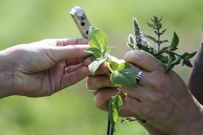 Aromatinių žolynų ekologinis ūkis. Paliūniškis