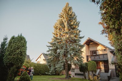 Kaunietės Laimos Petrovienės miestui dovanojama eglė