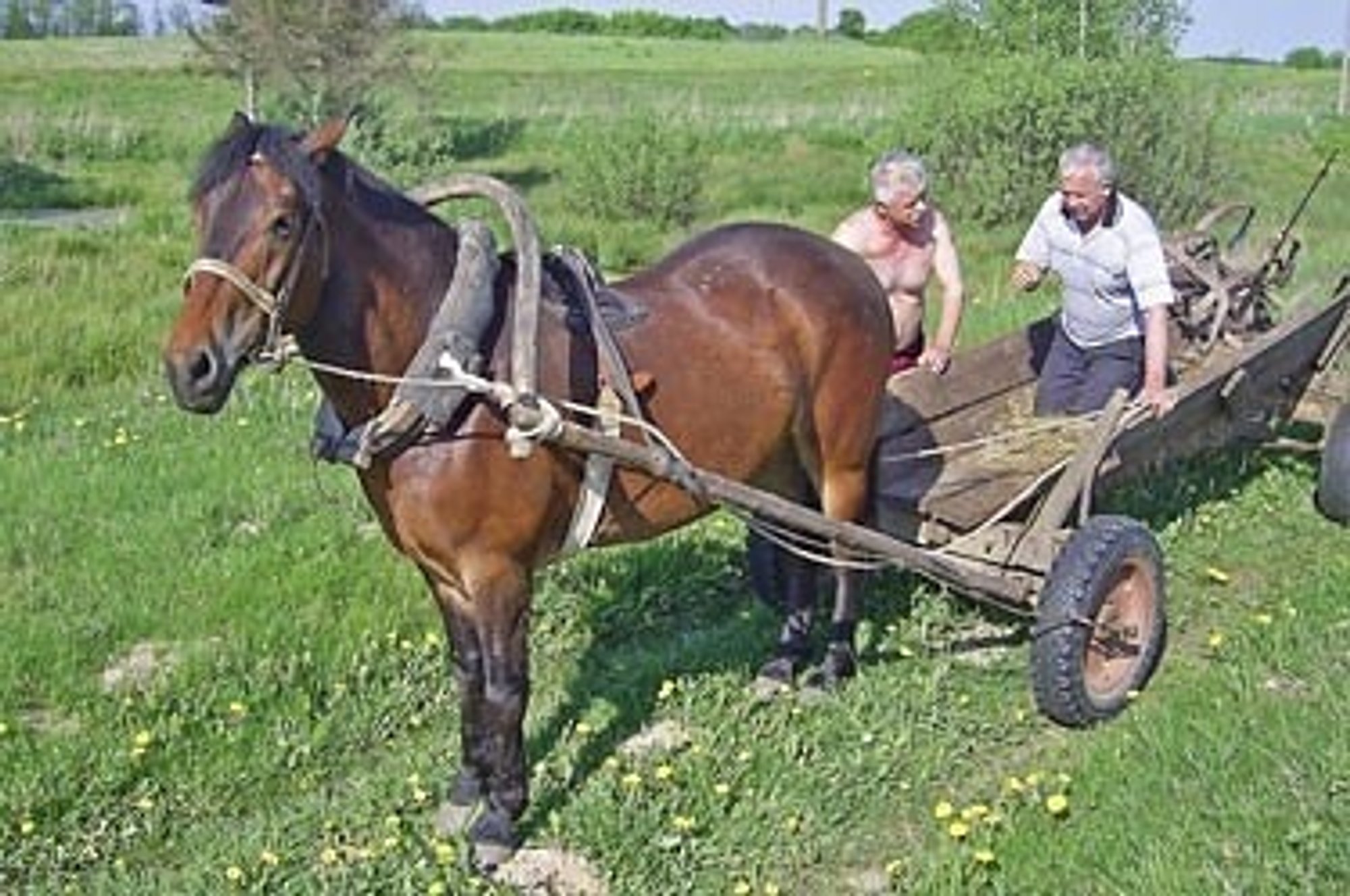 Arkliai palieka Lietuvos laukus - Delfi agro