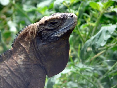 Jamaikos iguana/ (CC-SA/Simon Tonge nuotr.)