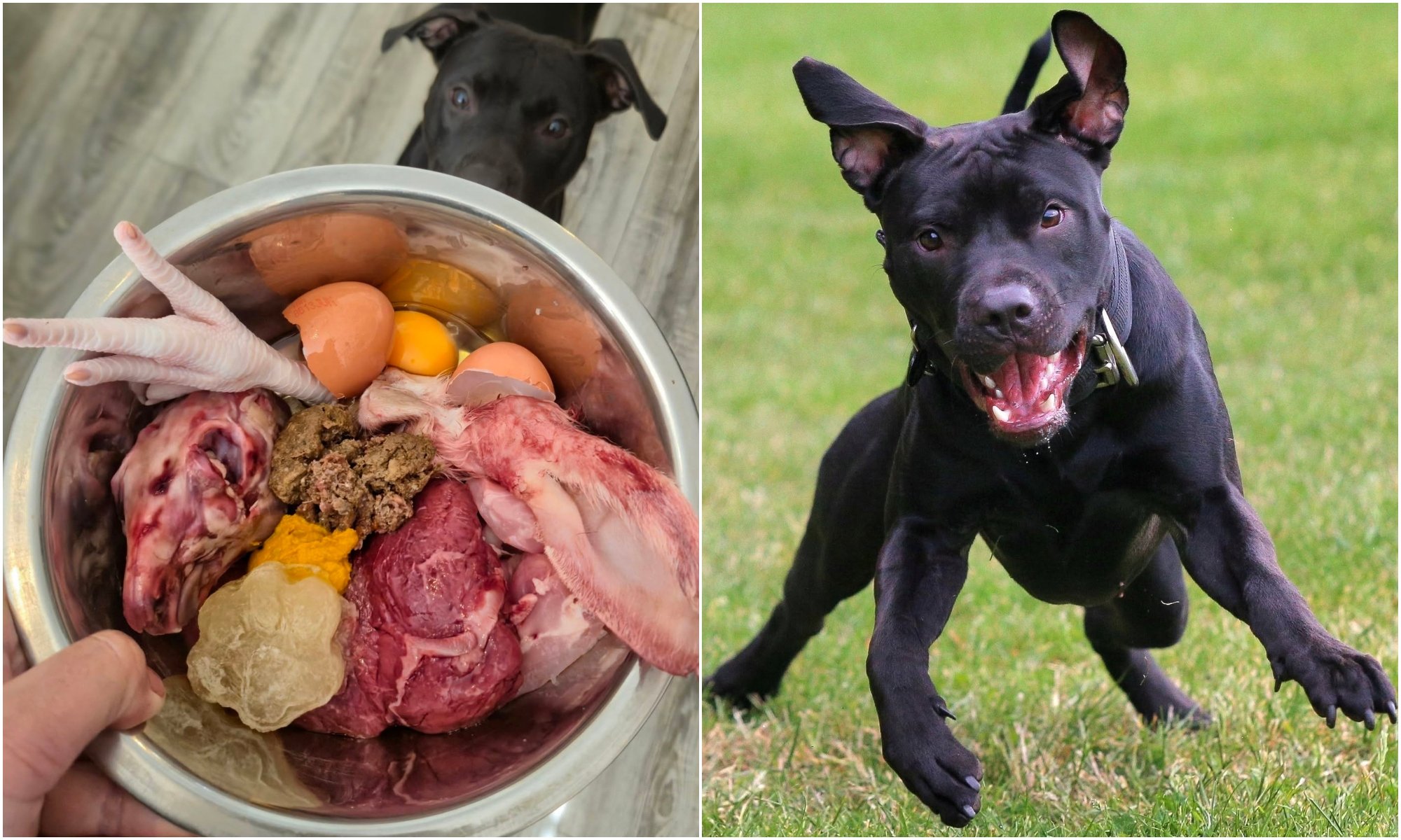 Vanesa shows her dog's dinner: content and cost surprise many