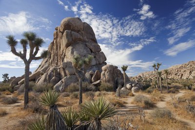 Joshua Tree nacionalinis parkas