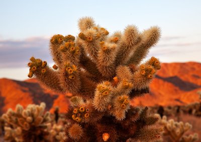 Joshua Tree nacionalinis parkas