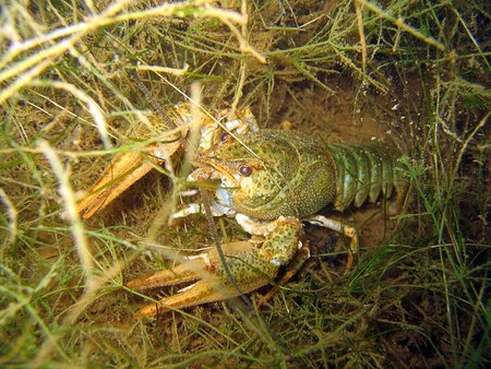 Siauražnyplis vėžys (Astacus leptodactylus)