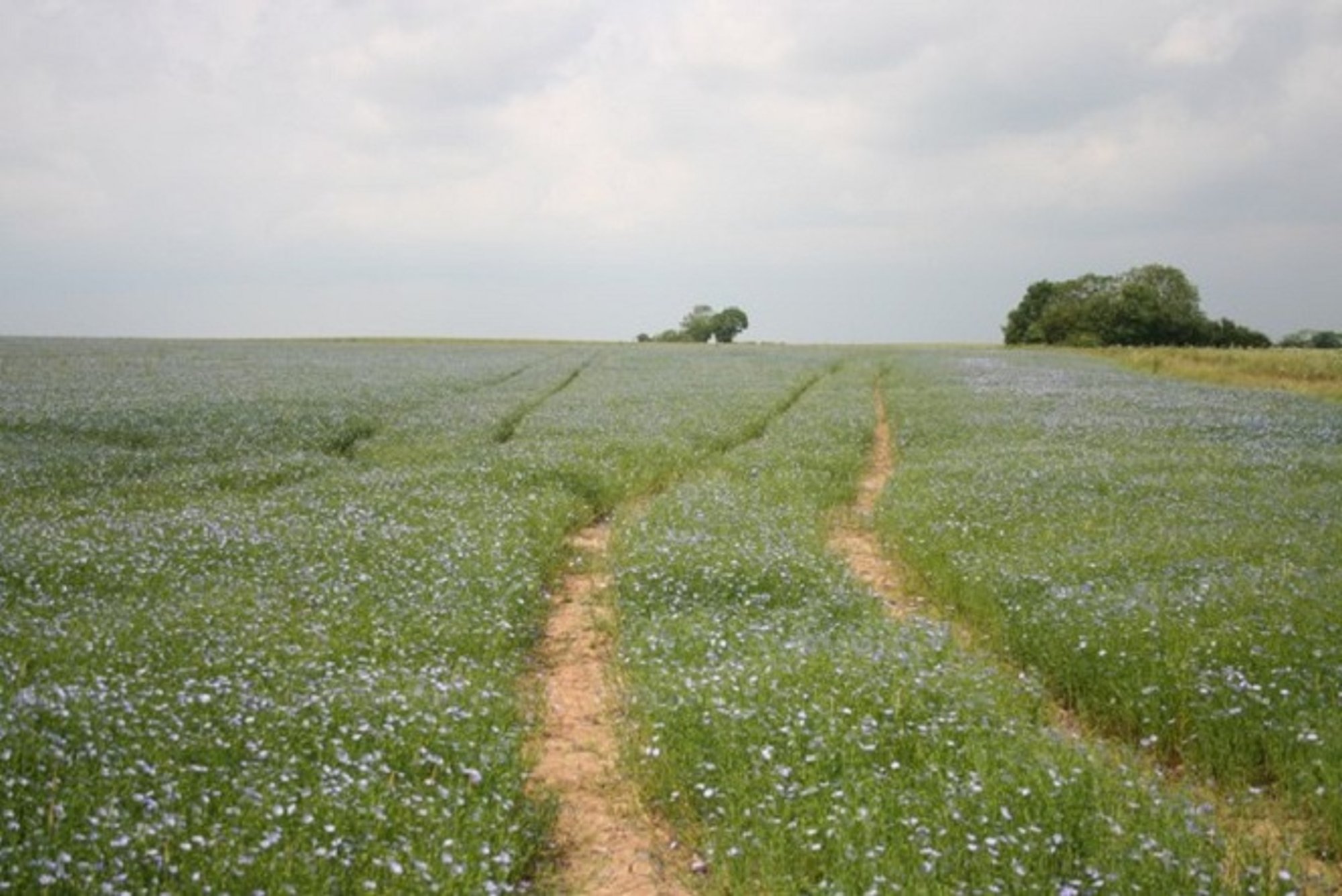 Siūloma atgaivinti linų auginimą Lietuvoje - Delfi agro
