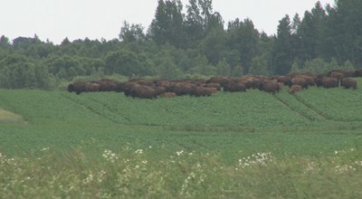 Bizonai laukuose . „Šiaulių televizijos“ stopkadras