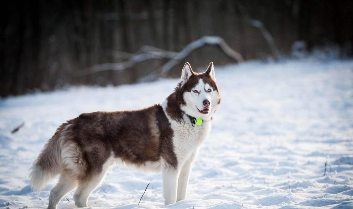 Sibiro haskis ramybę atrado tik trečio šeimininko namuose - Delfi grynas