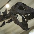 Aukcione už įspūdingą sumą parduoti milžiniško dinozauro griaučiai: kiek toks reliktas kainuoja? 