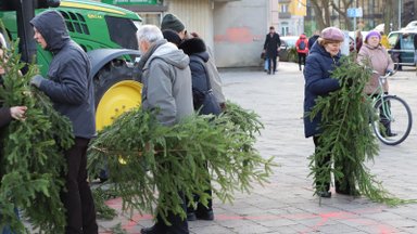 Trečiadienį miškininkai visoje Lietuvoje išdalins daugiau nei 100 tūkst. eglišakių