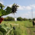 Ekologiškesni, tvaresni ir draugiškesni aplinkai bus išravėti iš rinkos