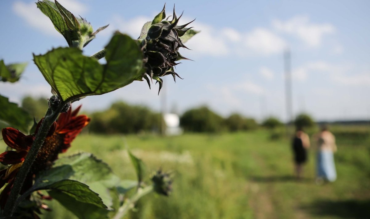 Aromatinių žolynų ekologinis ūkis. Paliūniškis