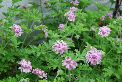 Kvapnioji pelargonija Citronella