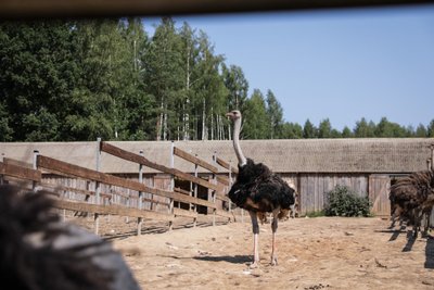 Stručių ferma Nornieki