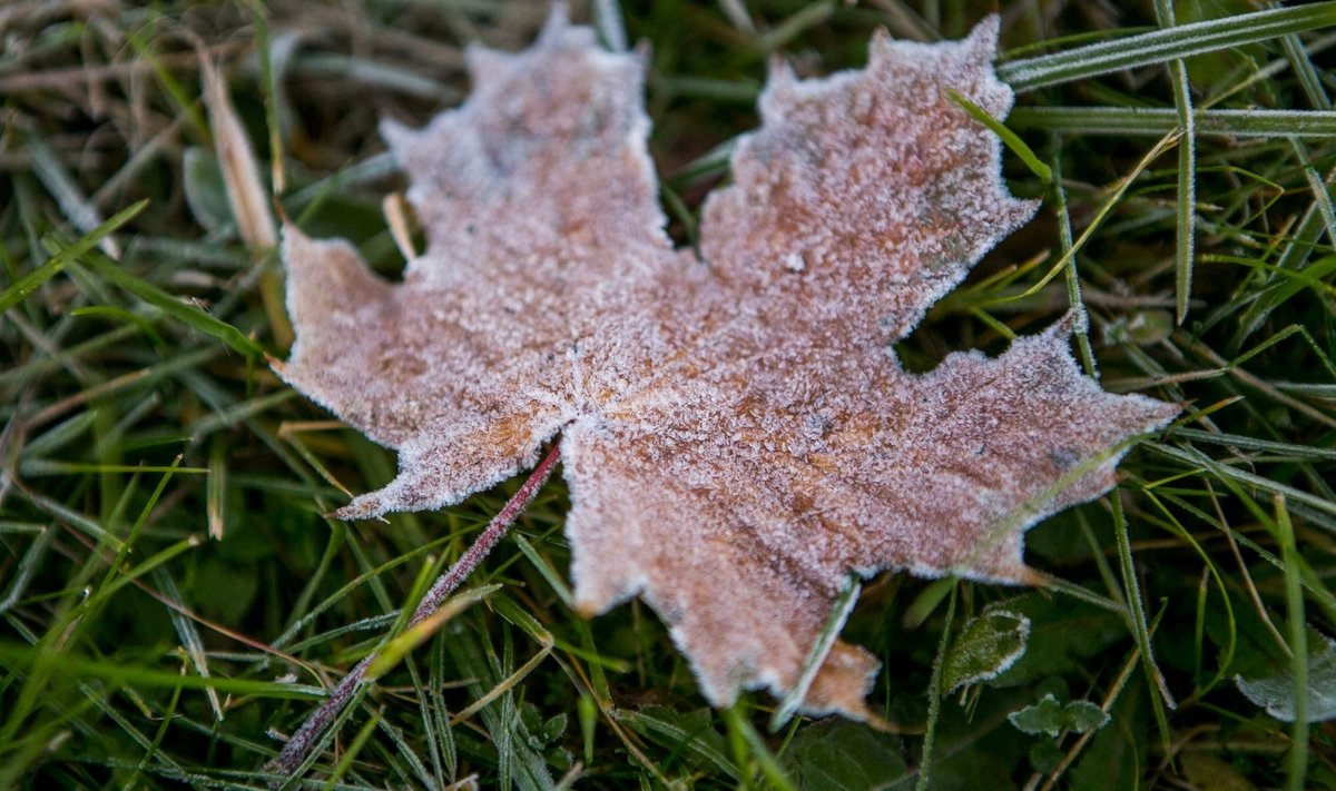 Šalna