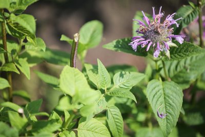 Aromatinių žolynų ekologinis ūkis. Paliūniškis