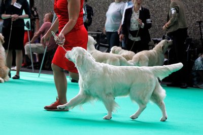 „World Dog Show 2018“