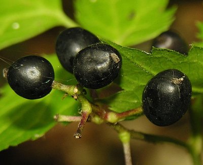 Varpotoji juodžolė