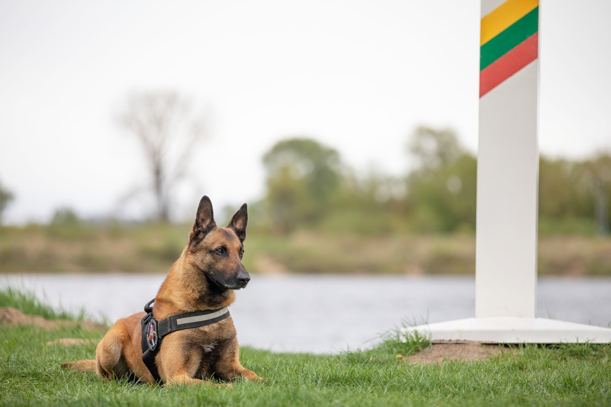 Lithuanian dogs help Latvia detain 11 illegal migrants