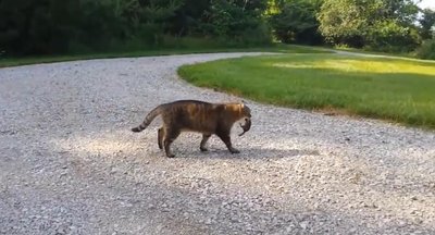 Katė prieš burunduką. Kanalo CutiesNFuzzies stopkadras